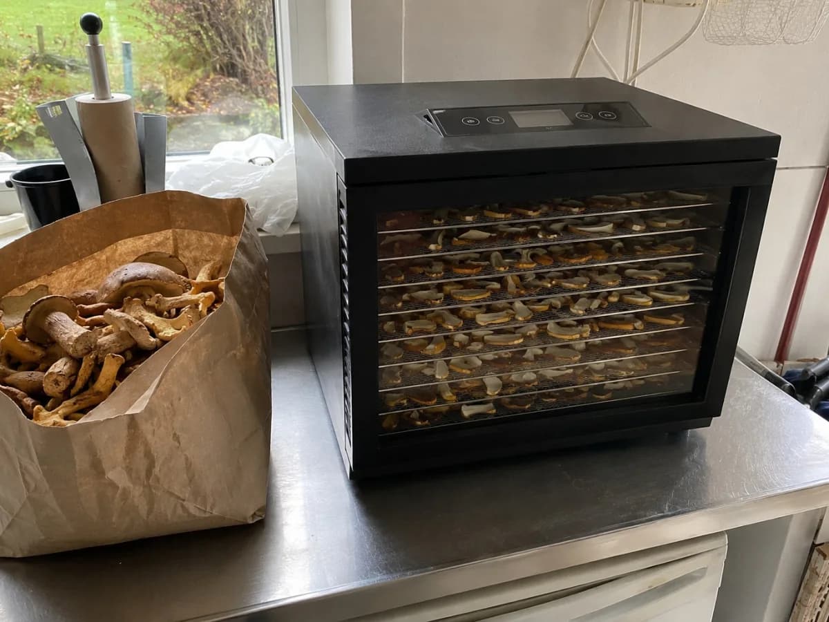 RAW Dehydrator DH8 med glaslucka och åtta rostfria hyllor fyllda med svampskivor i ett svenskt grovkök